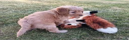 Cockapoo dogs for sale: Only one blue merle girl left, F2B Cockapoo  - Advert 28