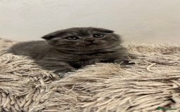 British Shorthair cats for sale: Adorable British blue Shorthair Kittens  - Image 8