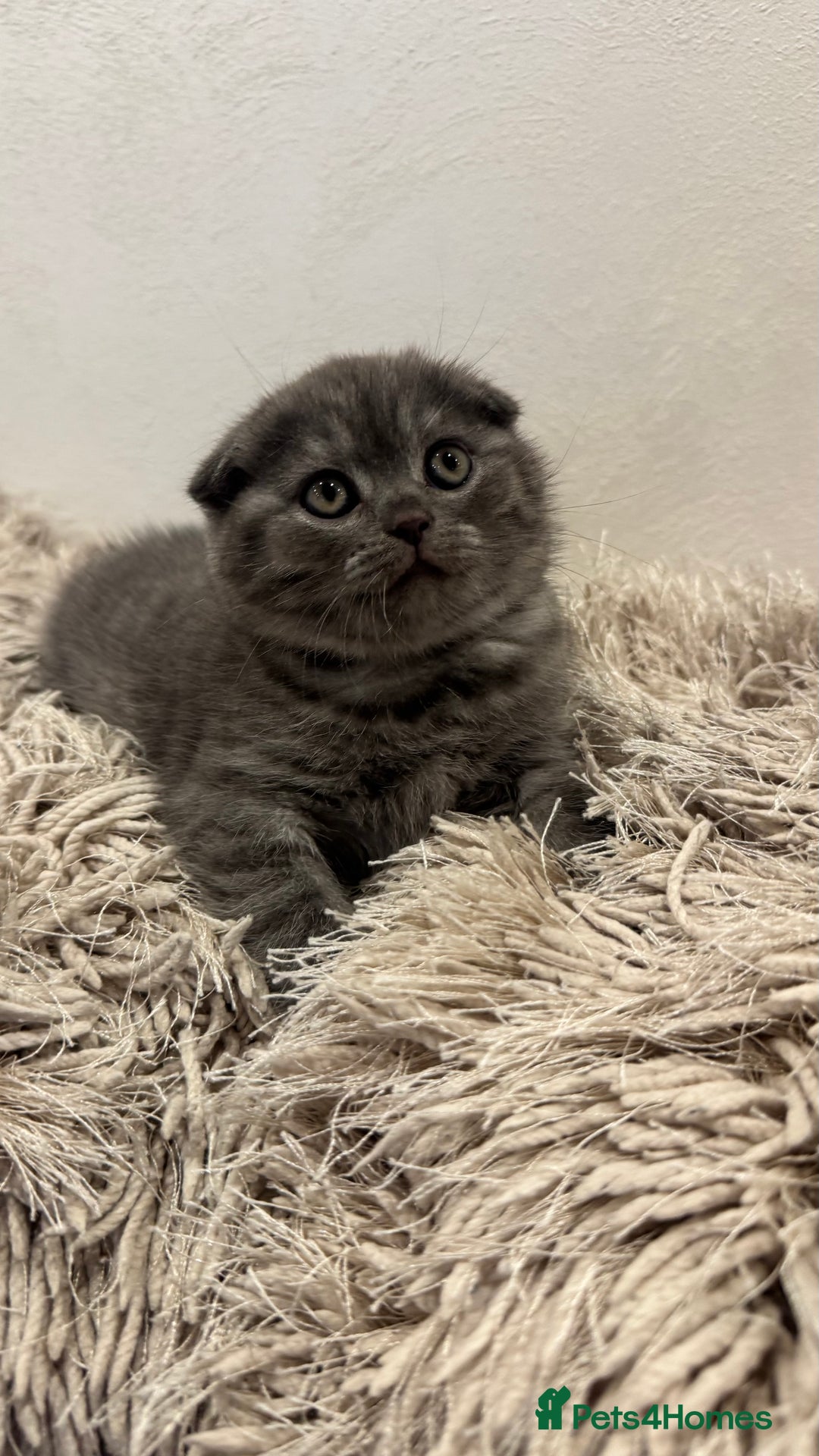 British Shorthair cats for sale: Adorable British blue Shorthair Kittens  - Image 8