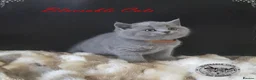 British Shorthair cats for sale: Pure Pedigree BSH Kittens - Advert 3