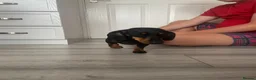 Miniature Dachshund dogs for sale: Miniature dachshund - Advert 4