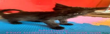 Maine Coon 4
