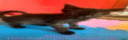 Maine Coon cats for sale: Beautiful male maincoon/forest cat kittens  - Advert 11