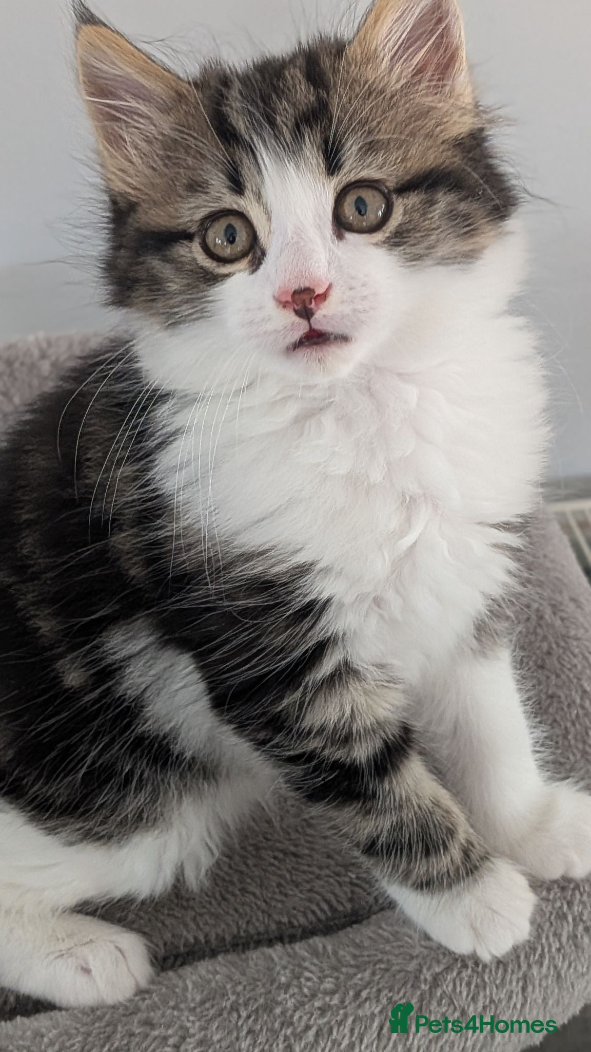 Mixed Breed cats Gorgeous kittens... 2 male and 1 female  - Advert 6