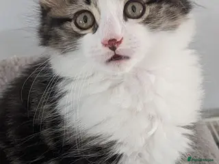 Mixed Breed cats Gorgeous kittens... 2 male and 1 female - Advert 6