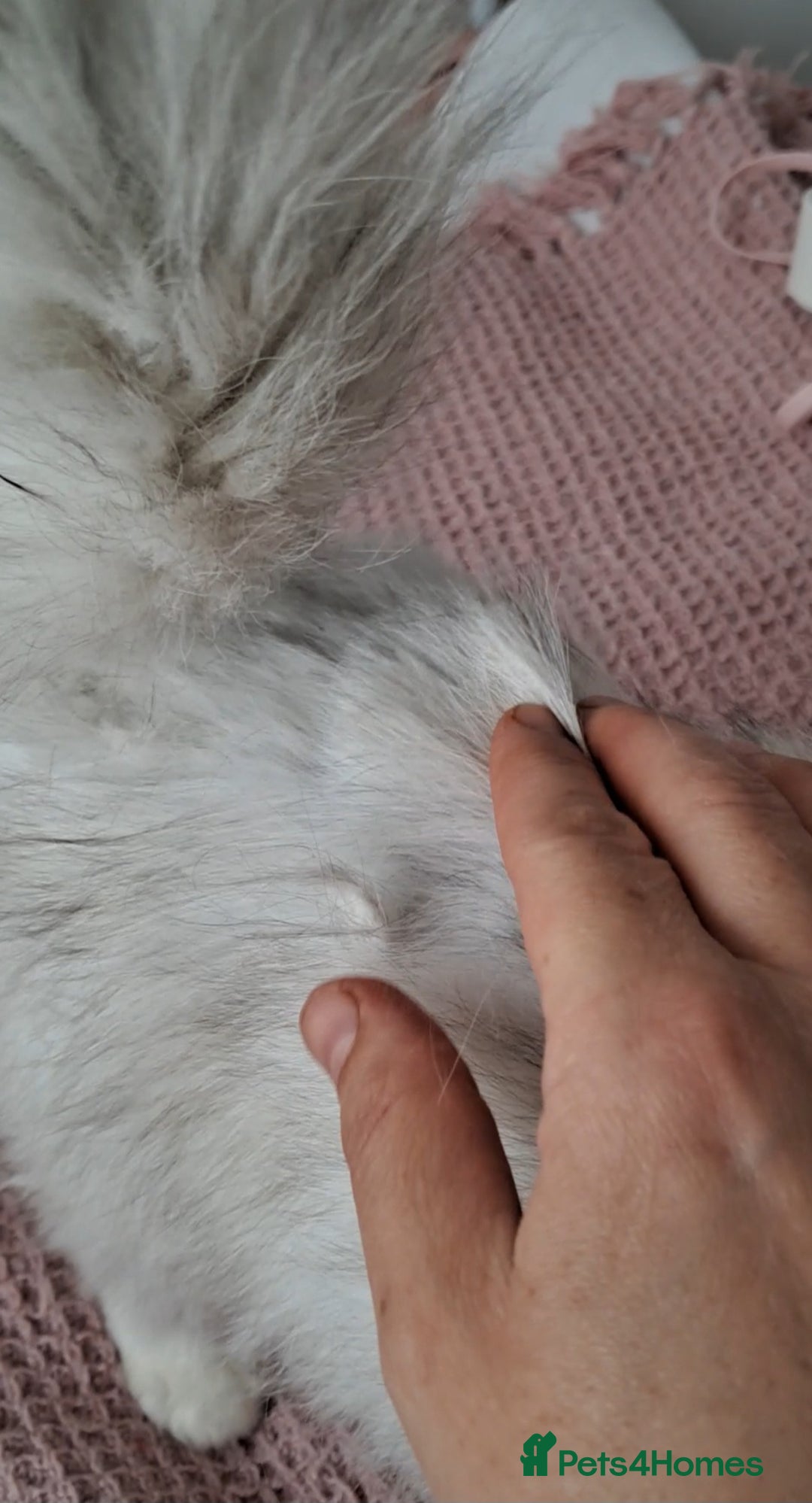 Persian cats for sale: White silver male persian cat kitten sale - Image 4