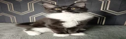 Maine Coon cats for sale: READY SOON Beautiful Maine coon babies  - Advert 8
