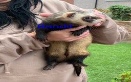 Ferret rodents for sale: Ferret kits and adults of va ages read descr  - Image 21