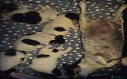 Jack Russell dogs for sale: Tricolour short legs Jack Russell  - Image 19