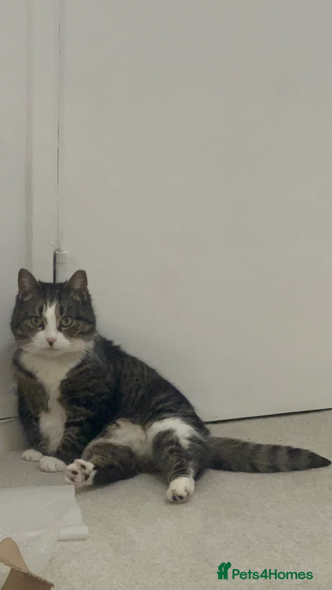 American Shorthair cats for sale: Belly looking for lovely home - Advert 5