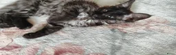 Maine Coon cats for sale: Beautiful Maincoon cross kittens  - Advert 18