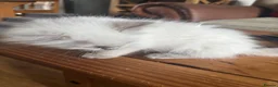 Ragdoll cats for sale: Beautiful Pure Ragdoll kittens - Advert 28