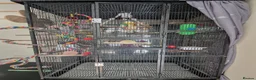 Cockatiels birds for sale: Male cockatiel for sale - Advert 5