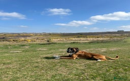 Boxer dogs for sale: KC REGISTERED Puppies-1x Gourgess Puppy available - Image 19