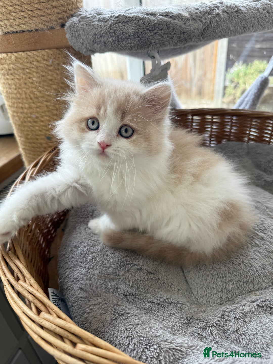British Longhair cats for sale: Ready now . British longhair boy  - Image 10