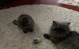 Persian cats for sale: Beautiful male persian Black Smoke - Image 5