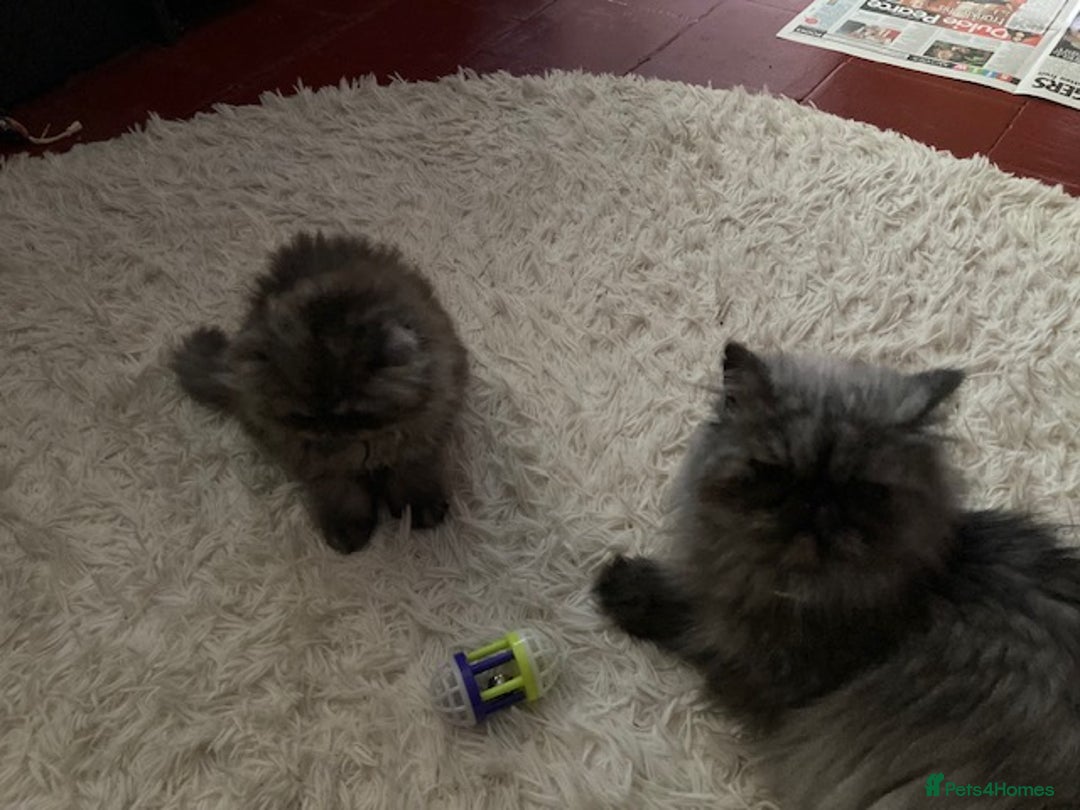 Persian cats for sale: Beautiful male persian Black Smoke - Image 5