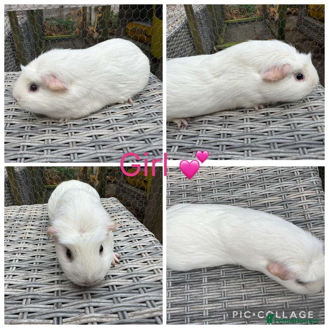 Guinea Pig rodents for sale: Mixture of Girl & Boy piggy’s looking for new laps - Advert 17