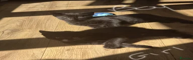 Domestic Shorthair 2