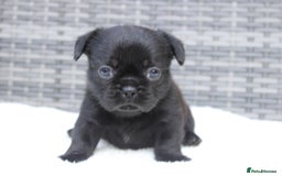 Mixed Breed dogs for sale: French bulldog X imperial shih tzu  - Image 25