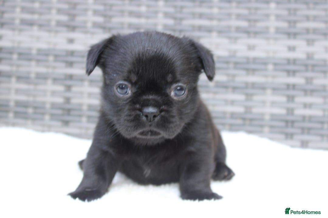 Mixed Breed dogs for sale: French bulldog X imperial shih tzu  - Image 25