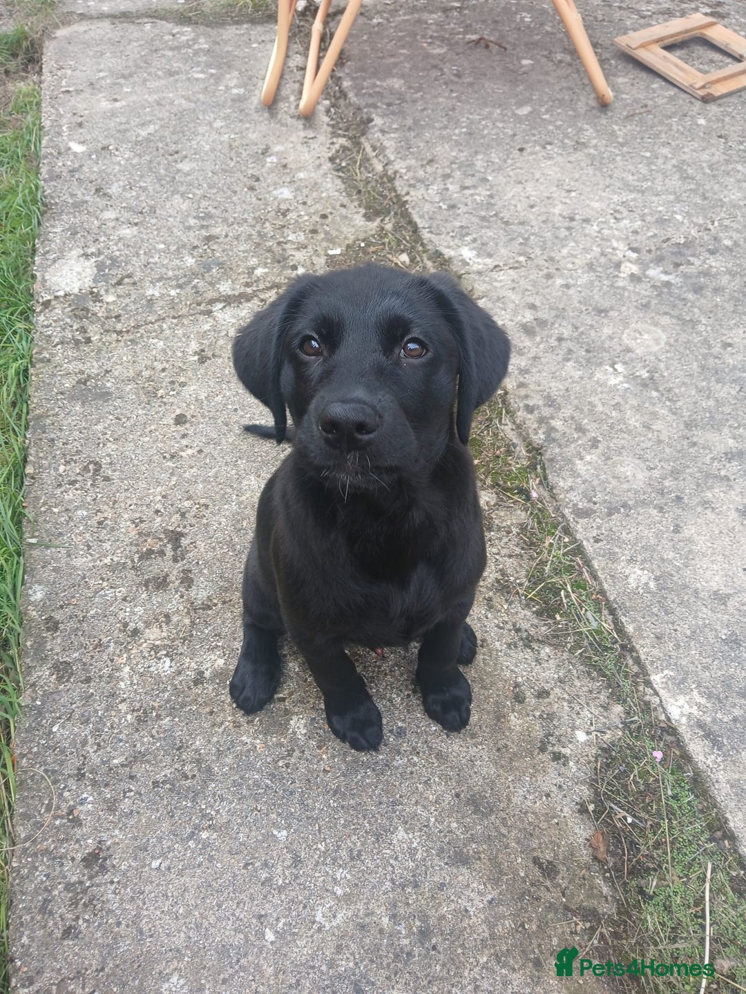 Mixed Breed dogs for sale: Mother  malnute  father  full black Labrador  - Image 2