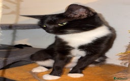 British Longhair cats for sale: Rescue kittens🧡 - Image 27