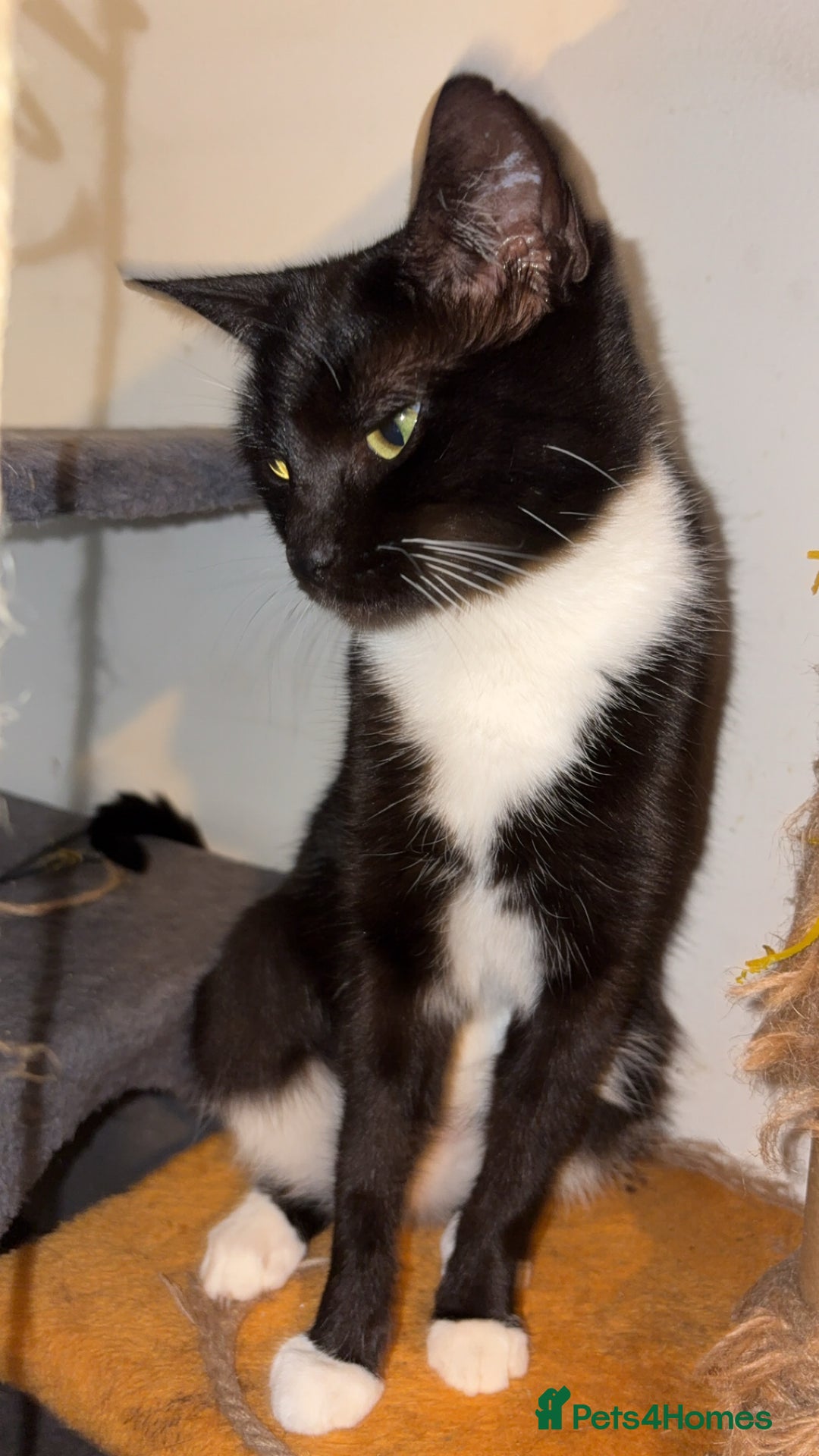 British Longhair cats for sale: Rescue kittens🧡 - Image 27