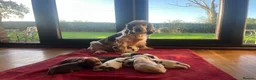 Cocker Spaniel dogs for sale: ⭐️KC Registered Show Cocker Spaniels ⭐️ in Carmarthen - Advert 20
