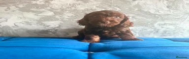 Cockapoo 2