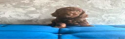 Cockapoo dogs for sale: Three beautiful boys  - Advert 5