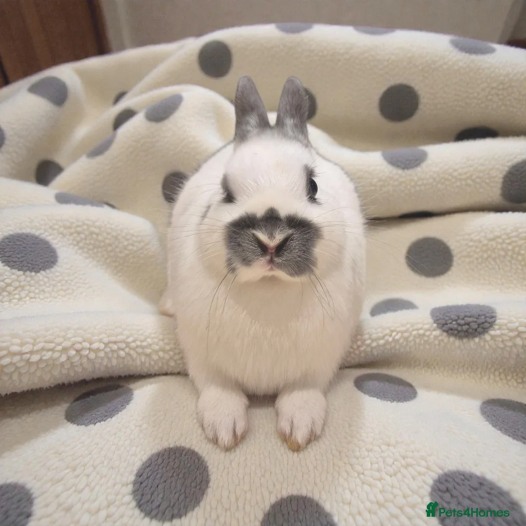 Mixed Breed rabbits for sale: 🧡dwarf papillon bunnies 🧡 - Advert 8