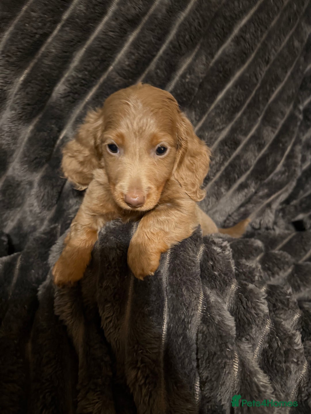 Miniature Dachshund dogs for sale: Stunning Miniature Dachshund kc reg READY NOW 🎄🎄 - Advert 4