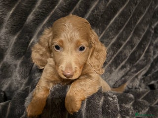 Miniature Dachshund dogs Stunning Miniature Dachshund kc reg 1 long hair x - Advert 17