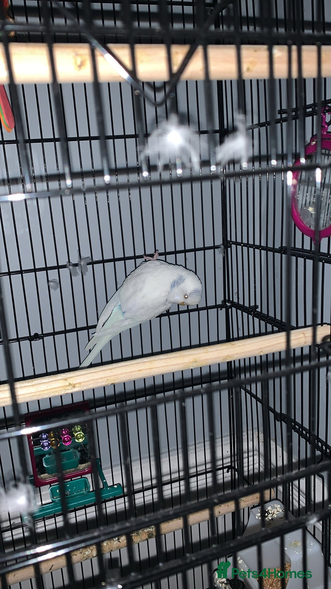 Budgerigars birds for sale: white and blue budgie  - Advert 1