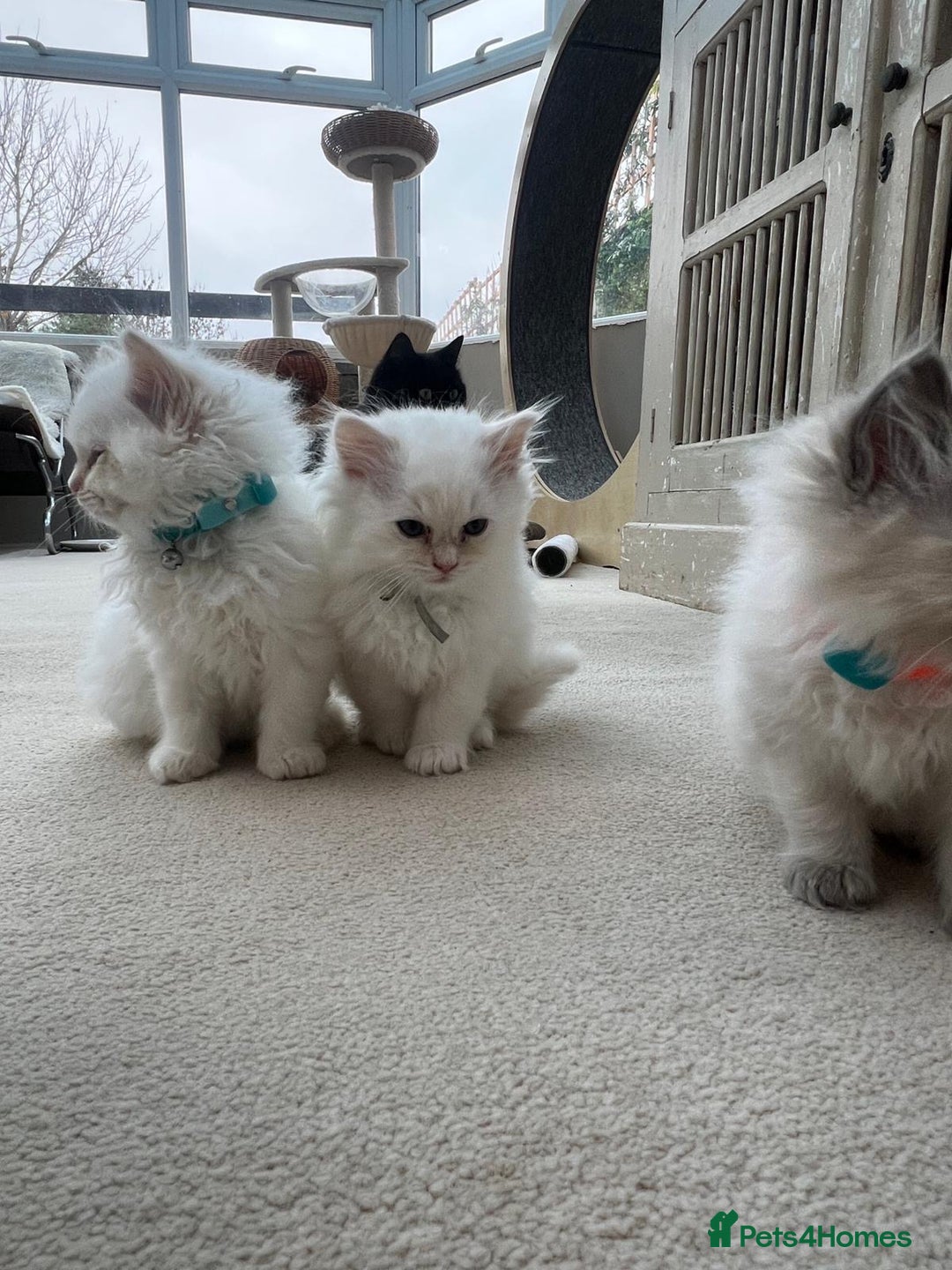 Ragdoll cats for sale: 100% Pure ragdoll kittens - Advert 7