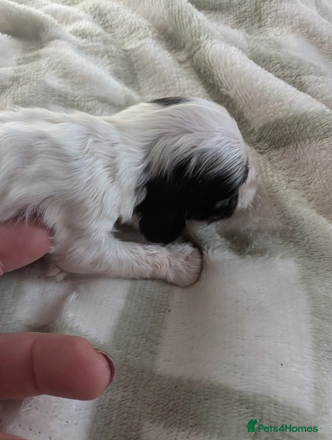 Cockapoo dogs for sale: Beautiful little of 5 Cockerpoos - Advert 10