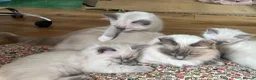 Ragdoll cats for sale:  Blue Ragdoll health tested ready now - Advert 5