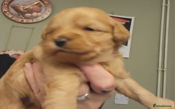 Mixed Breed dogs for sale: Pooshi x Bedipoo  - Image 6