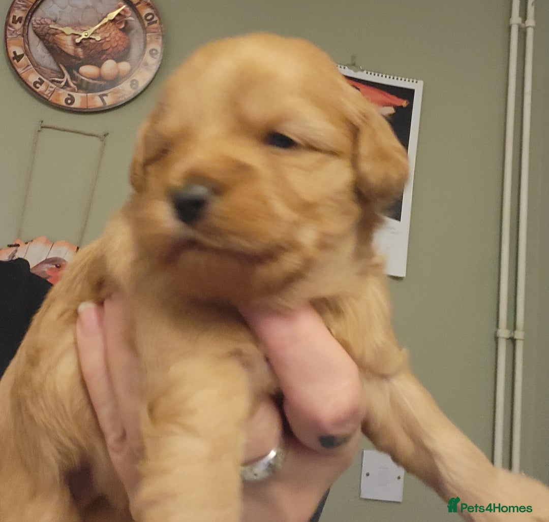 Mixed Breed dogs for sale: Pooshi x Bedipoo  - Image 6