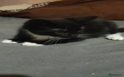 American Shorthair cats for sale: Sweet Black Kitten with White Paws Little Boy! 🐾 - Image 1