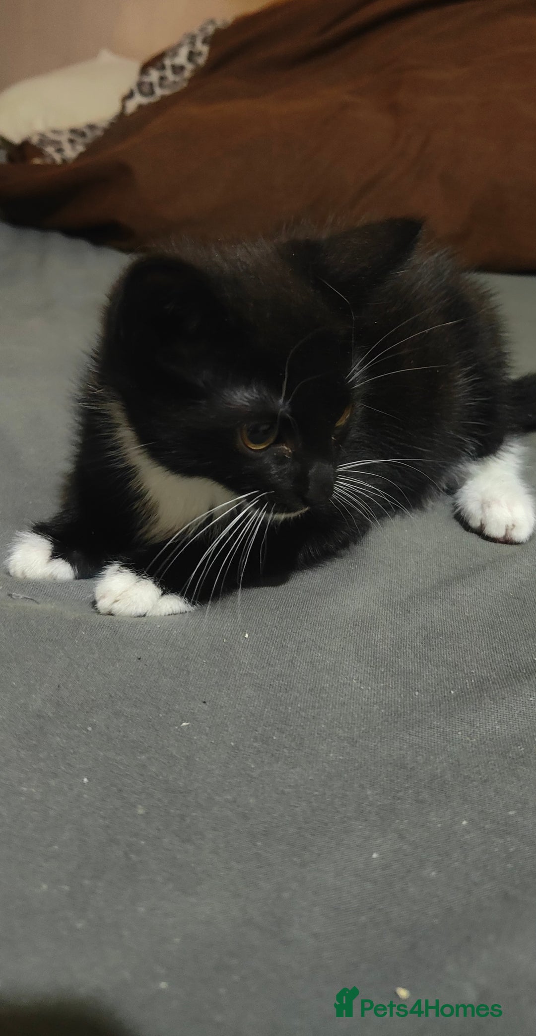 American Shorthair cats for sale: Sweet Black Kitten with White Paws Little Boy! 🐾 - Image 1