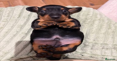 Miniature Dachshund dogs Miniature Dachshund Smooth Puppies - KC Registered - Advert 14