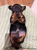 Miniature Dachshund dogs Miniature Dachshund Smooth Puppies - KC Registered - Advert 4