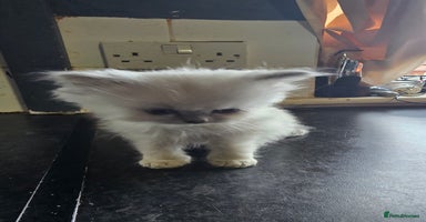 Ragdoll cats - Advert 5
