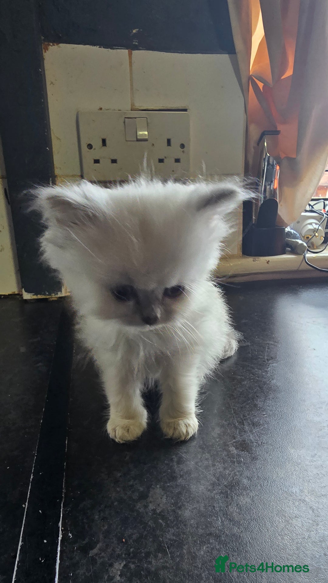Ragdoll cats for sale: Ragdoll Kittens For Sale - Image 2