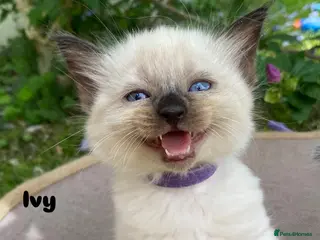 Ragdoll cats Ragdoll Kittens - Advert 6