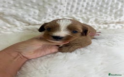 Cavapoo dogs for sale: Top Class Extensively tested F1b Toy Cavapoo pups - Image 14