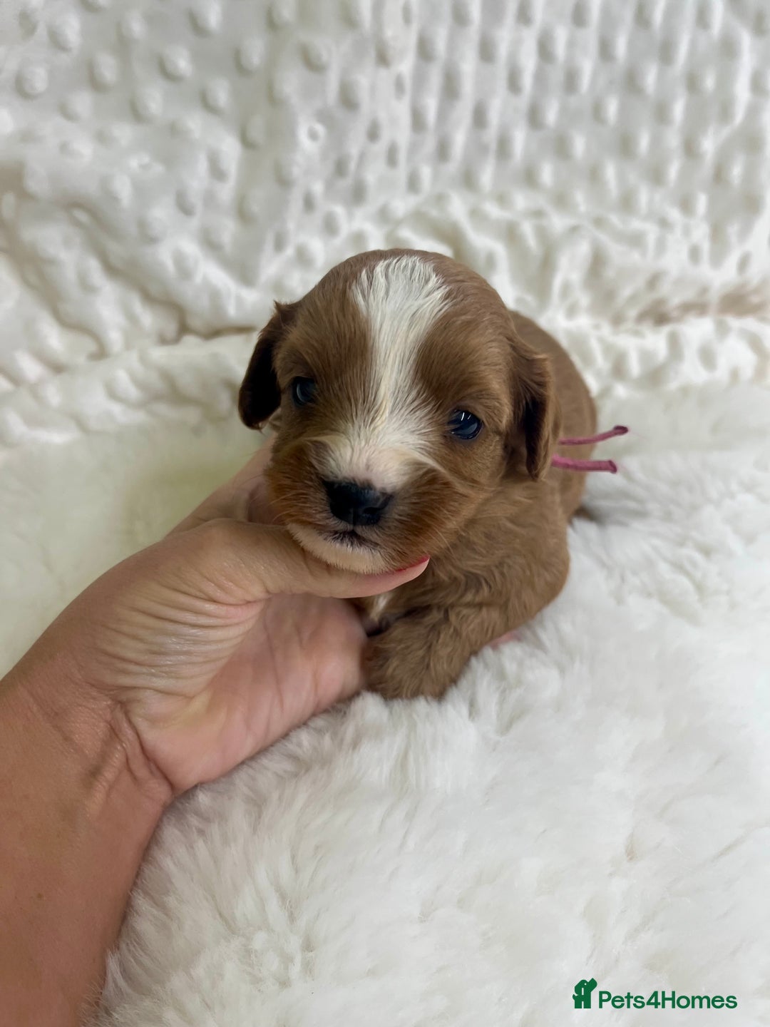 Cavapoo dogs for sale: Top Class Extensively tested F1b Toy Cavapoo pups - Image 14