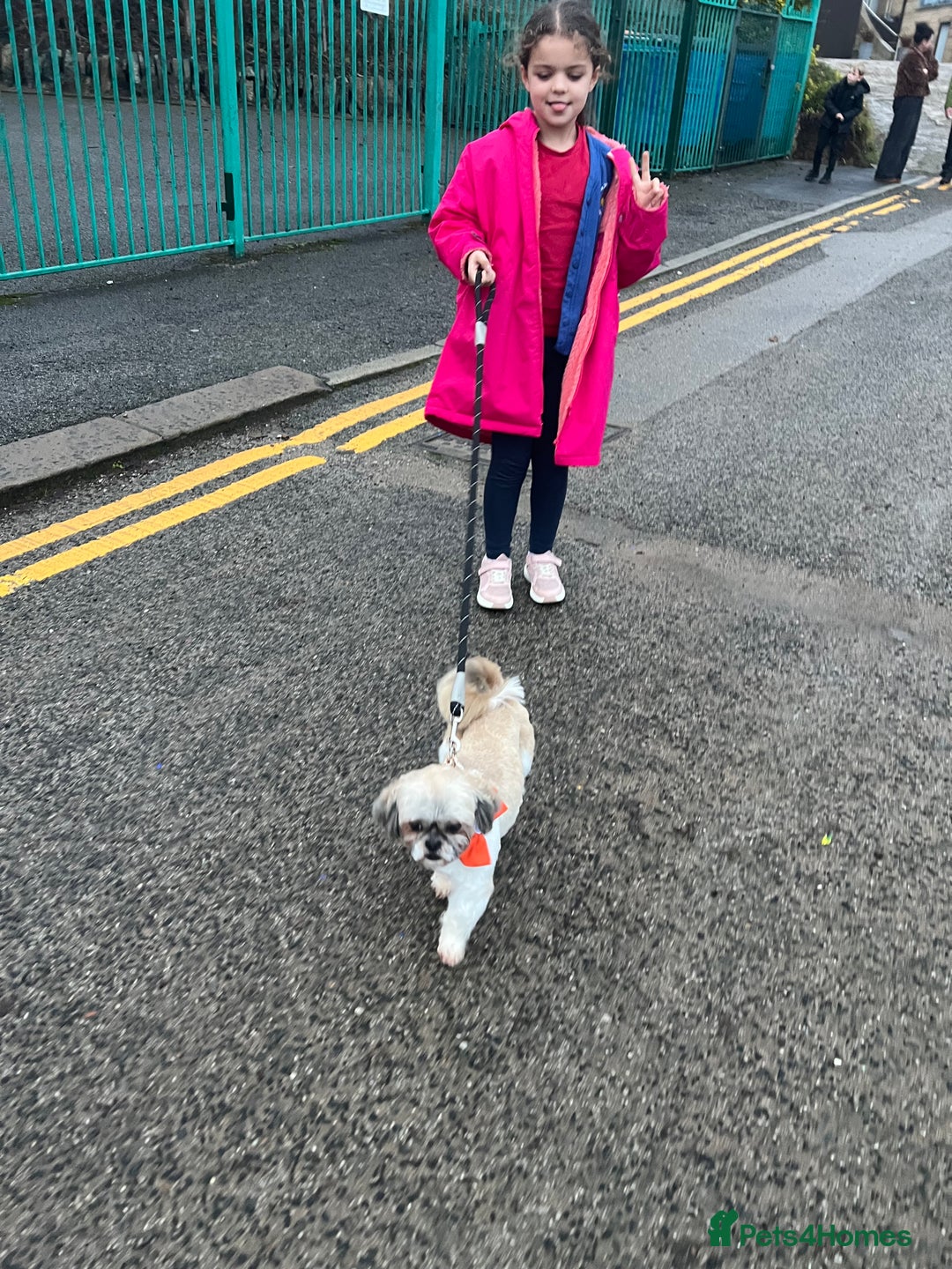 Shih Tzu dogs for stud: Imperial shih tzu stud ( miniature shih tzu )  - Advert 5